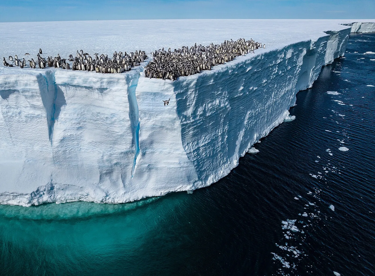 La Antártida y un hallazgo increíble. (Foto: National Geographic). La Antártida y un hallazgo increíble. (Foto: National Geographic).