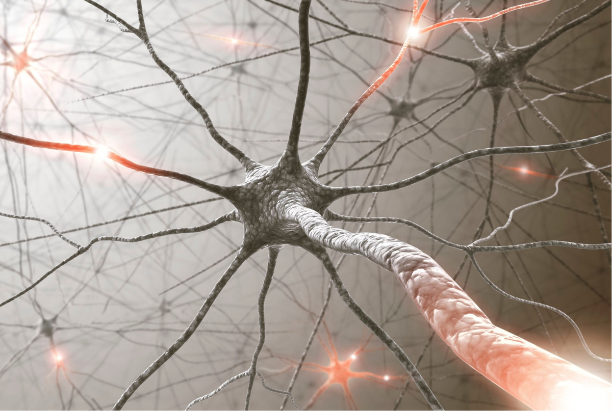 Las neuronas son más asombrosas de lo que se creía. Las neuronas son más asombrosas de lo que se creía.