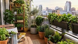 Cada vez más plantas en los balcones: Qué motivo explica el auge de los jardines urbanos
