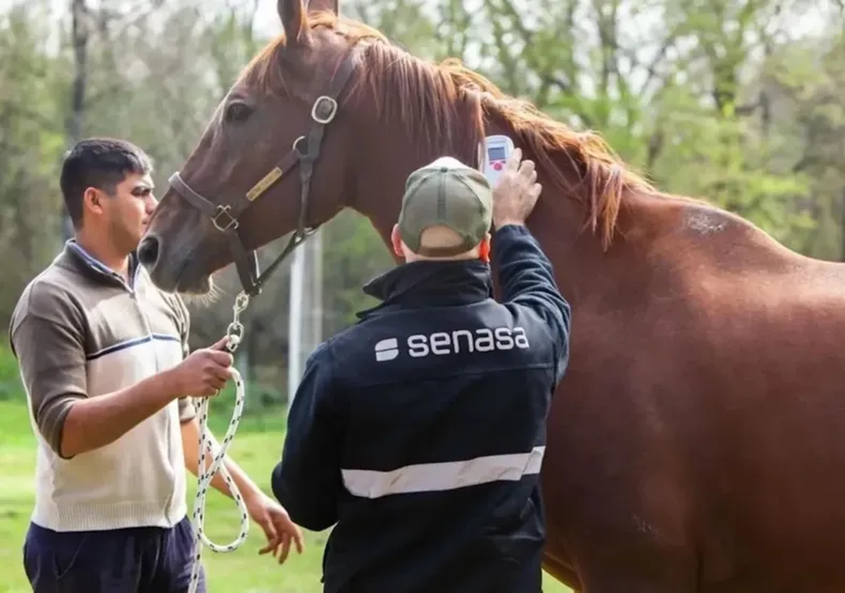 Después de 27 años, en Santa Fe se registró el primer caso de EEO. Después de 27 años, en Santa Fe se registró el primer caso de EEO. 