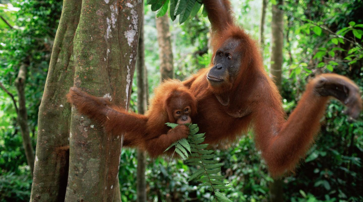 Las vidas de muchas especies animales corren peligro en gran parte por acciones antropogénicas, como la deforestación, la caza ilegal o el tráfico de animales exóticos. Las vidas de muchas especies animales corren peligro en gran parte por acciones antropogénicas, como la deforestación, la caza ilegal o el tráfico de animales exóticos. 