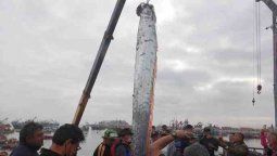 altText(¿Mito o realidad? Tras aparición del pez remo, sismo en Chile)}