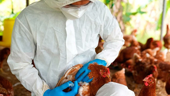 Preocupa el auge de casos de Gripe Aviar, aunque aún no hay evidencia que se esté propagando entre humanos. Preocupa el auge de casos de Gripe Aviar, aunque aún no hay evidencia que se esté propagando entre humanos.