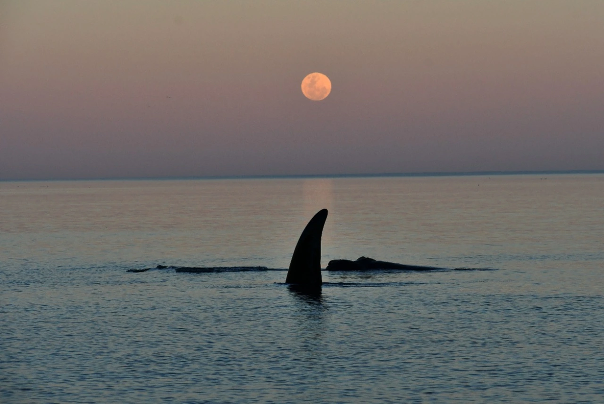 Una experiencia diferente e inolvidable: ver a las ballenas a la luz de la luna llena.