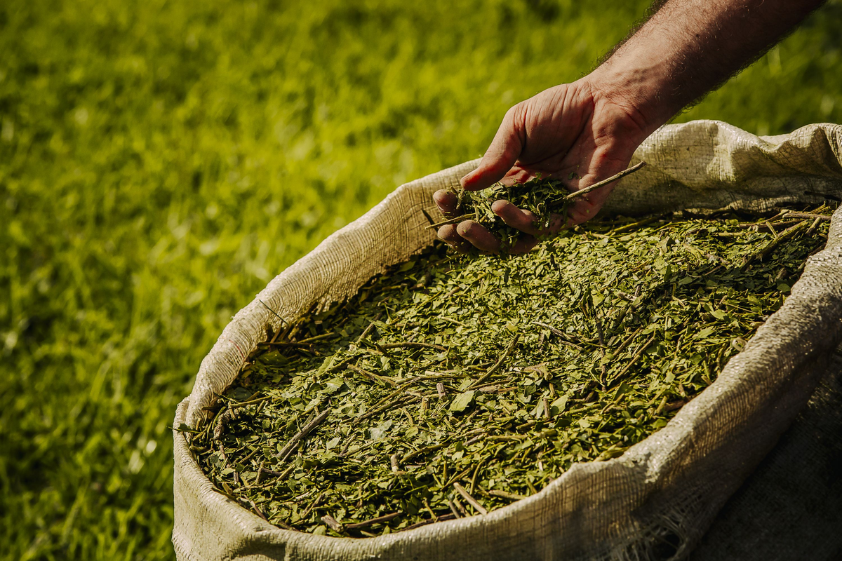 Yerba importada. Yerba importada. 