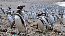 Imagen de los pingüinos de Punta Tombo, Chubut.