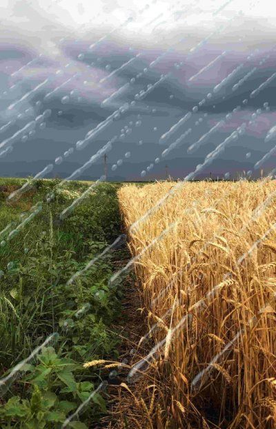 El Niño sacude al campo: La apuesta extrema que cambia la siembra de esta temporada