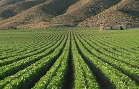 Difícil alinear el campo y las tarifas de luz