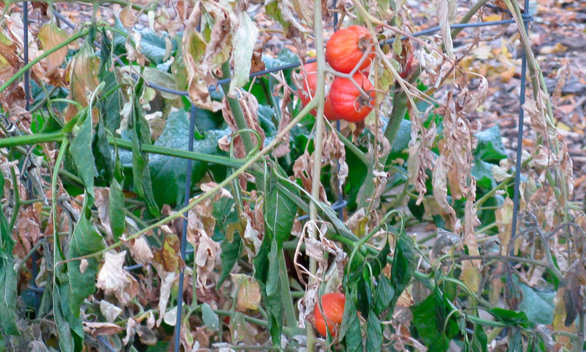 Consecuencias (negativas) de las heladas. Consecuencias (negativas) de las heladas. 