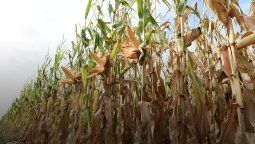 LIPSA pierde nota crediticia y queda bajo alerta de FIX