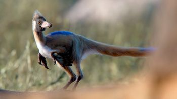 Nuevo hallazgo de fósil de dinosaurio en Argentina sorprende a la ciencia: Alnashetri arriba de un Priosphenodon / Imagen: CONICET / Gabriel Díaz Yantén Nuevo hallazgo de fósil de dinosaurio en Argentina sorprende a la ciencia: Alnashetri arriba de un Priosphenodon / Imagen: CONICET / Gabriel Díaz Yantén
