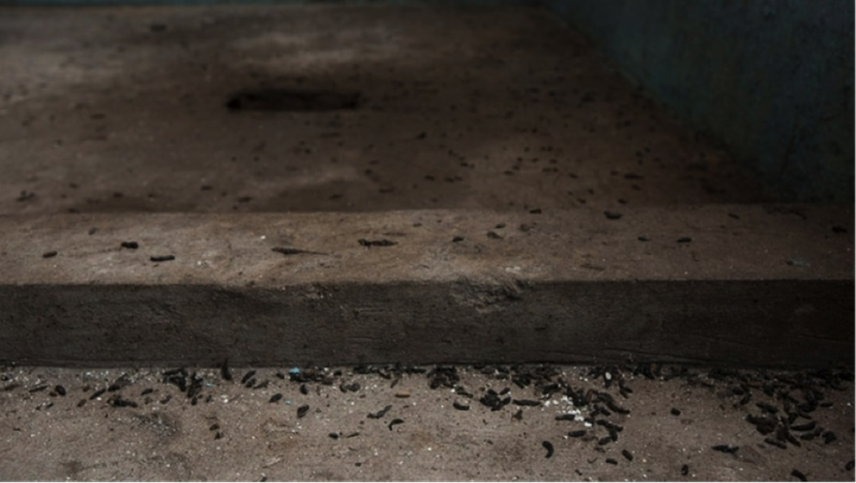 La prisión de Olmos se ha deteriorado mucho. Las escaleras y los pasillos de la prisión están cubiertos de excrementos de ratas.