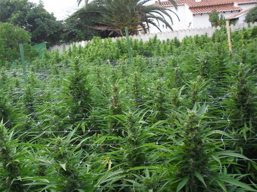 Cultivo de marihuana, algo que ya es legal en Uruguay.