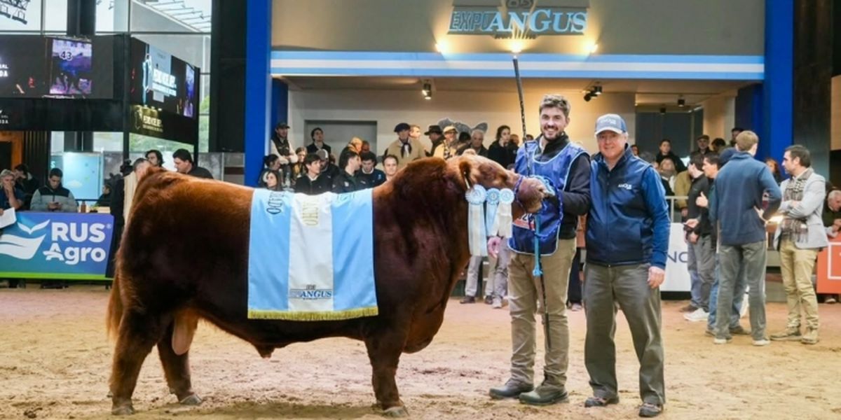 Álvaro, el toro que se vendió por cientos de miles de dólares.