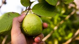 Fruta rica en proteínas: La guayaba es una de las mejores /&nbsp; Imagen de Jeswin﻿ en Freepik.