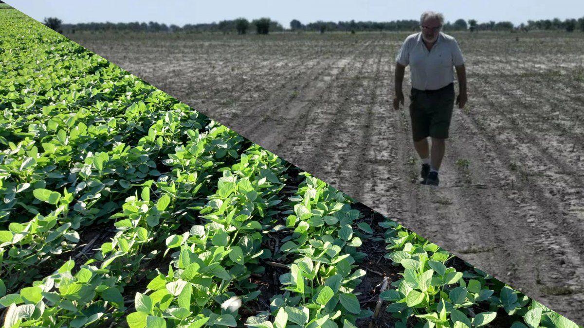 Santa Fe se ilusiona con las lluvias y espera cosechar soja, trigo y maíz en grandes cantidades.