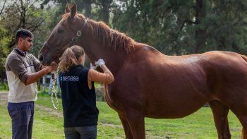 Encefalitis Equina del Oeste: Falleció una mujer en La Plata Encefalitis Equina del Oeste: Falleció una mujer en La Plata