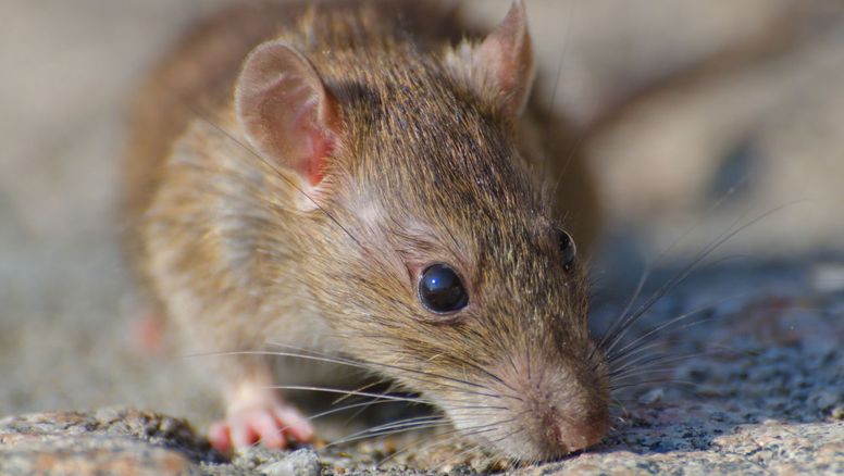 Hantavirus en crucero: Aumentan los casos y la OMS sospecha lo que se temía