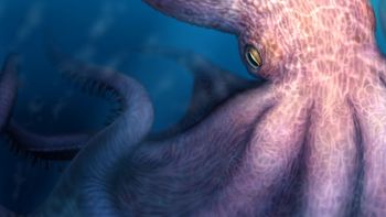 La ciencia en shock por pulpo descomunal recién descubierto (como el kraken)