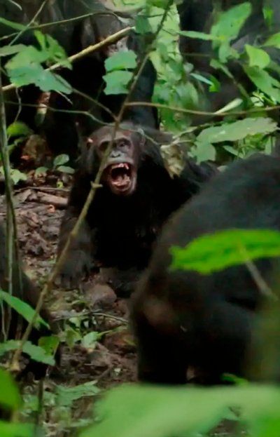 Guerra civil en chimpancés: Qué revela sobre el origen de la violencia humana