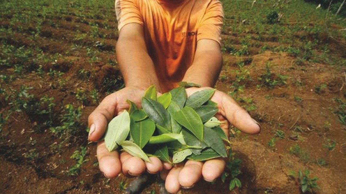 Los diputados nacionales Jorge Rizzotti y María Inés Zigarán impulsan un proyecto de ley para legalizar las hojas de coca en Jujuy y Salta. Los diputados nacionales Jorge Rizzotti y María Inés Zigarán impulsan un proyecto de ley para legalizar las hojas de coca en Jujuy y Salta.