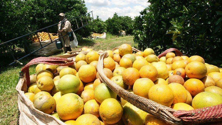 Citrus, una producción en dificultades