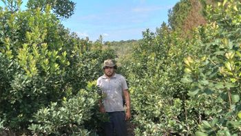 Yerba Mate: Tras la liberación de precios, los yerbateros no cosechan pero hay divisiones