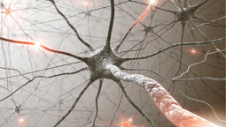Alzheimer: Creen que esta vez dieron en la clave.