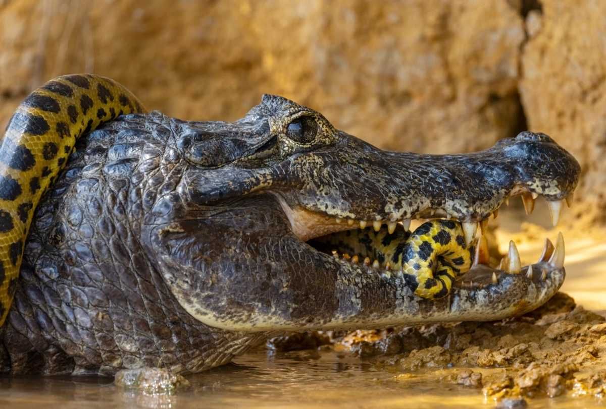 Fotógrafo capturó increíble lucha entre caimán y anaconda