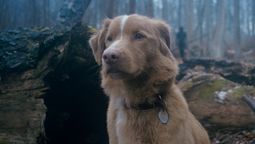 altText(La película de terror 'Good Boy' y su perro protagonista arrasaron en la web en 24h)}