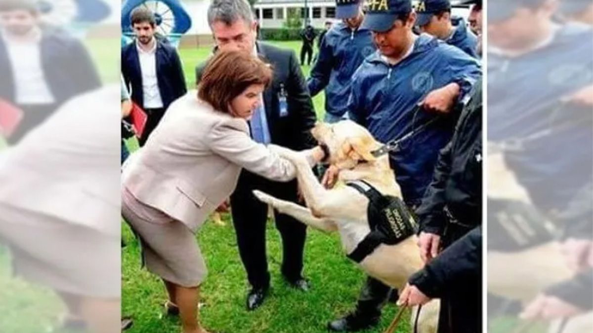 En 2017, Patricia Bullrich fue mordida por un perro antidrogas. Afortunadamente, no sufrió heridas de consideración. En 2017, Patricia Bullrich fue mordida por un perro antidrogas. Afortunadamente, no sufrió heridas de consideración.
