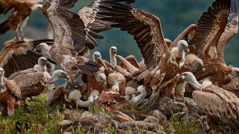 Los buitres siempre quieren más dinero y ahora se atacan entre ellos. Los buitres siempre quieren más dinero y ahora se atacan entre ellos.