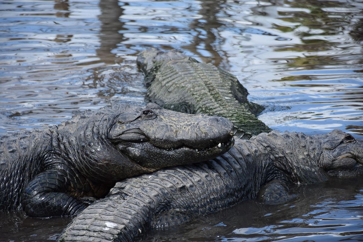 Gatorland, uno de los parques más curiosos de Florida, permite ver cocodrilos y caimanes de cerca en pleno corazón de Orlando. Gatorland, uno de los parques más curiosos de Florida, permite ver cocodrilos y caimanes de cerca en pleno corazón de Orlando.