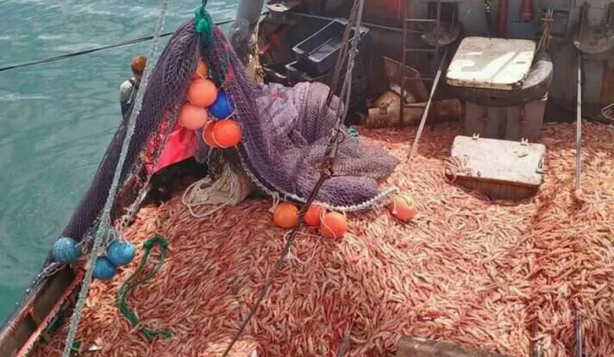 La flota fresquera es casi sinónimo de la pesca argentina y más aún desde el punto de vista de Mar del Plata. La flota fresquera es casi sinónimo de la pesca argentina y más aún desde el punto de vista de Mar del Plata.
