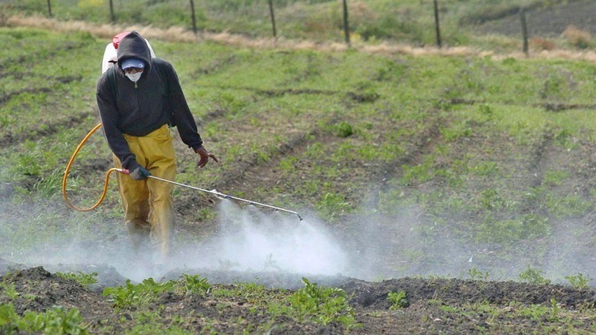 Uno de los factores principales que colabora para la reducción de testosterona, según los expertos, es el uso de agroquímicos en los cultivos. También apuntan al sedentarismo y a una dieta desbalanceada. Uno de los factores principales que colabora para la reducción de testosterona, según los expertos, es el uso de agroquímicos en los cultivos. También apuntan al sedentarismo y a una dieta desbalanceada.
