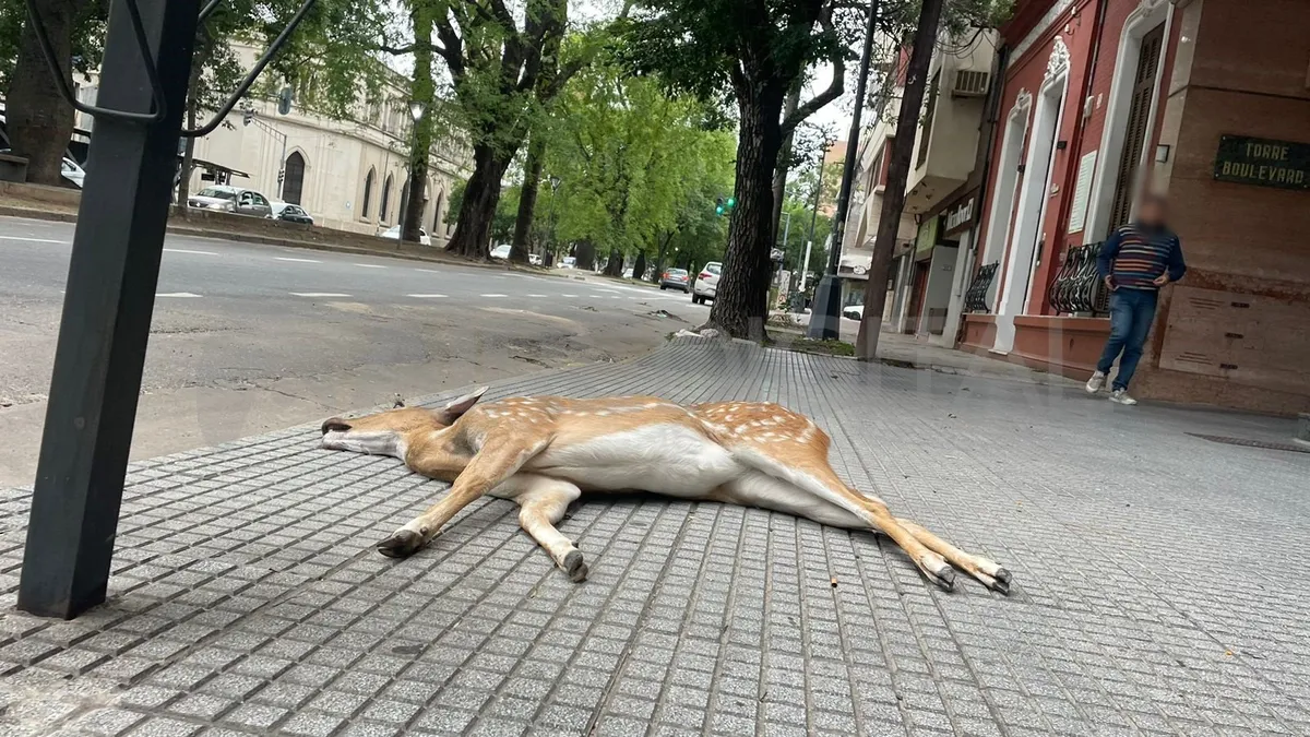 Así quedó el animal. (Fuente: AIRE) Así quedó el animal. (Fuente: AIRE)
