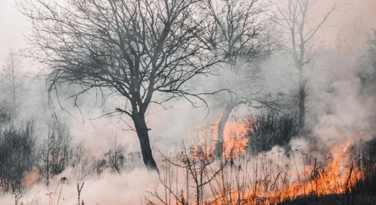 OLGA y LUZU TV recaudaron millones para destinar a los incendios en la Patagonia.