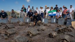 Ciencia: Así fue el regreso de tortugas gigantes a las islas Galápagos / Imagen: @parquegalapagos / David Carrión, Lucas Bustamante Ciencia: Así fue el regreso de tortugas gigantes a las islas Galápagos / Imagen: @parquegalapagos / David Carrión, Lucas Bustamante