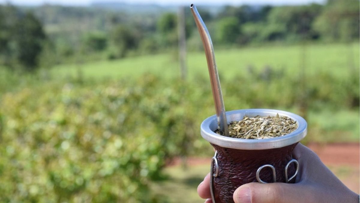 Cambios en la yerba mate. Cambios en la yerba mate. 