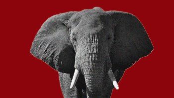 Al pedido del peronismo de destituir a Kueider, Milei desafía con la remoción de todos los legisladores en conflicto con la ley, la vieja treta de llenar la habitación con elefantes. Al pedido del peronismo de destituir a Kueider, Milei desafía con la remoción de todos los legisladores en conflicto con la ley, la vieja treta de llenar la habitación con elefantes.