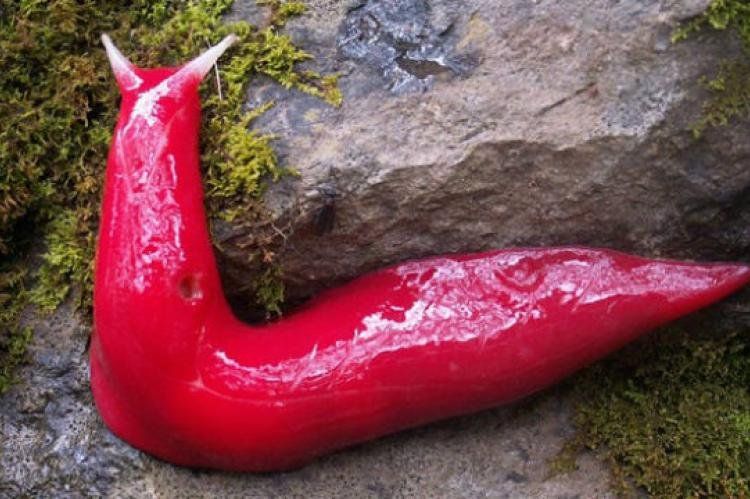 Babosa rosa hallada en Australia