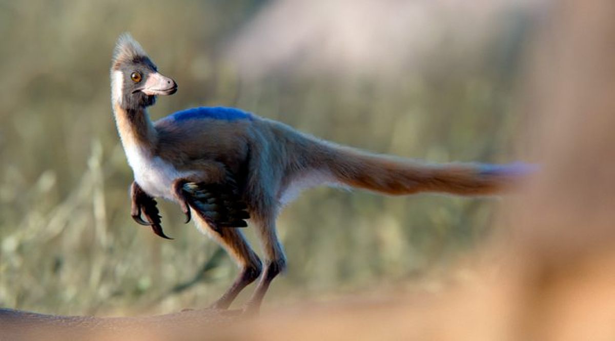 Nuevo hallazgo de fósil de dinosaurio en Argentina sorprende a la ciencia: Alnashetri arriba de un Priosphenodon / Imagen: CONICET / Gabriel Díaz Yantén