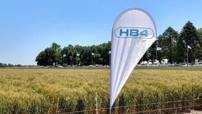 Polémica por el trigo transgénico HB4: ¿Ciencia al servicio o veneno?