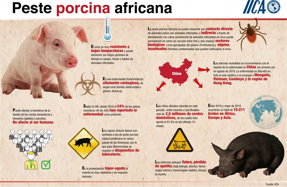 Infografía sobre la peste porcina africana del Instituto Interamericano de Cooperación para la Agricultura (IICA).