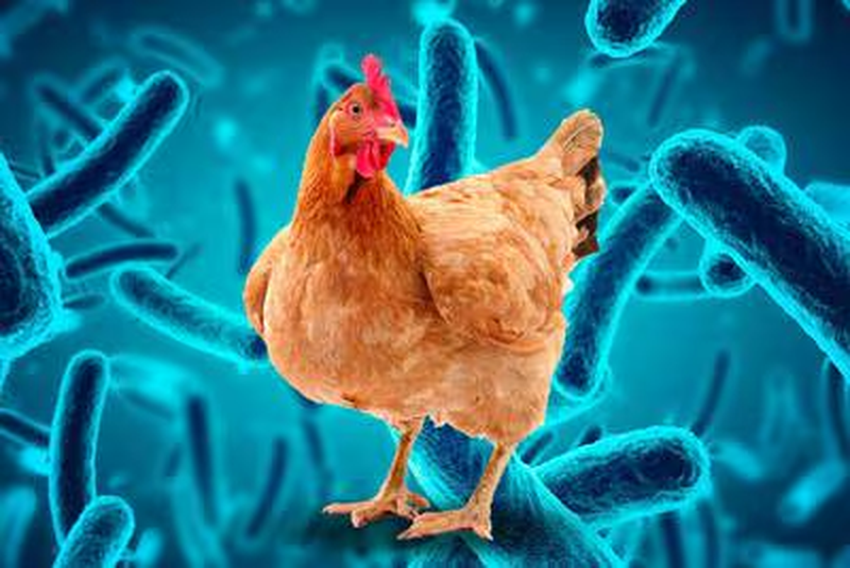 La gripe aviar tiene una alta tasa de mortalidad en el humano. La gripe aviar tiene una alta tasa de mortalidad en el humano.