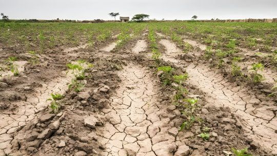 La Sociedad Rural de Rosario pidió al Gobierno de Santa Fe que dicte la Emergencia Agropecuaria para seis departamentos más por la sequía.