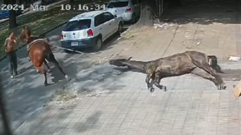 Un criador de caballos fue sorprendido cometiendo un acto de maltrato animal y lo denunciaron sus vecinos. ¿Qué penas estipula la ley para estos delitos? Un criador de caballos fue sorprendido cometiendo un acto de maltrato animal y lo denunciaron sus vecinos. ¿Qué penas estipula la ley para estos delitos?