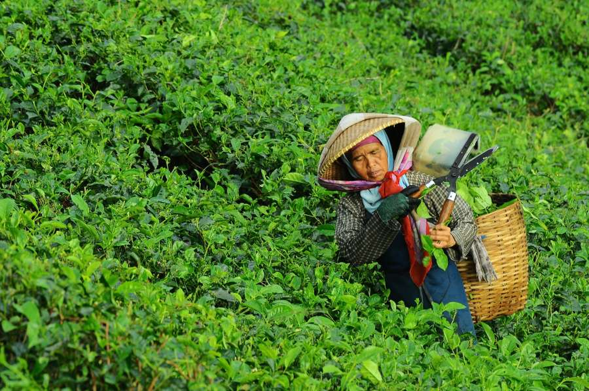 Las mujeres suelen representar la mayor parte de la fuerza laboral en la industria del té, desde su cosecha hasta su distribución. Sin embargo, enfrentan desigualdad salarial y condiciones de trabajo pobres.