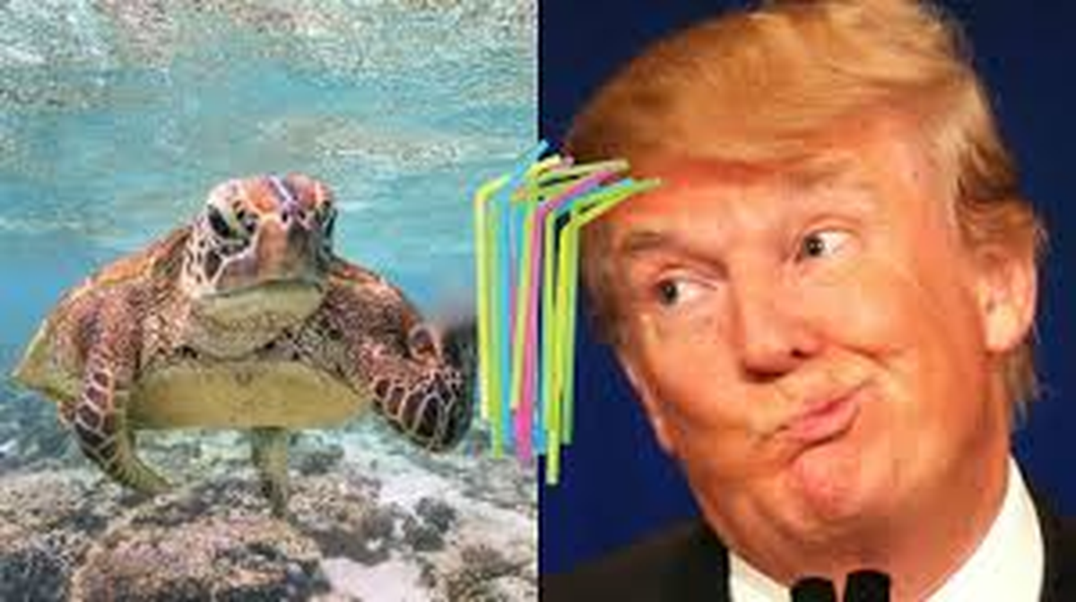 A Trump se le escapó la tortuga A Trump se le escapó la tortuga