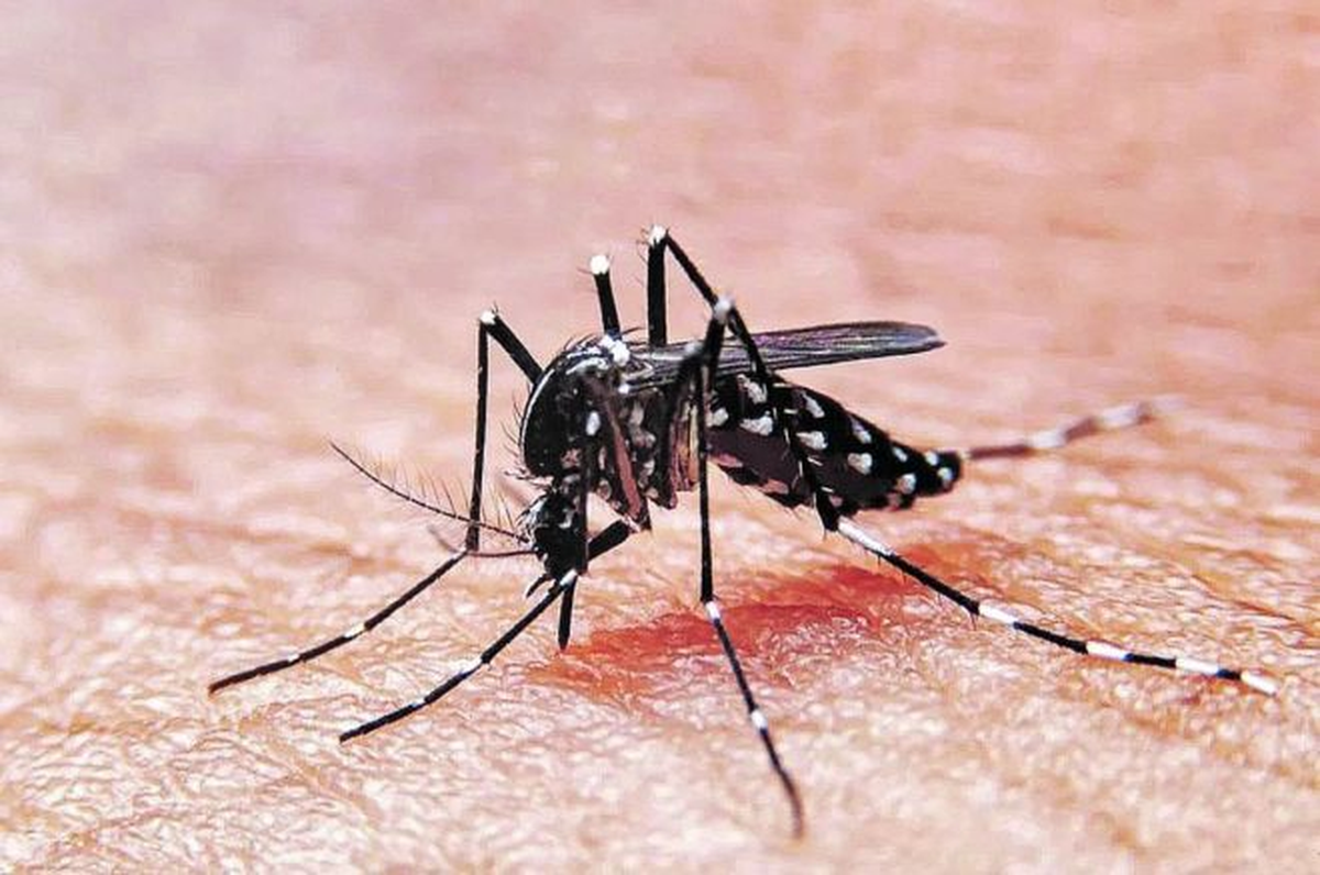 La provincia de Santa Fe adquirió 160.000 dosis de vacunas contra el dengue, cifra que iguala la compra nacional para todo el país. La provincia de Santa Fe adquirió 160.000 dosis de vacunas contra el dengue, cifra que iguala la compra nacional para todo el país.